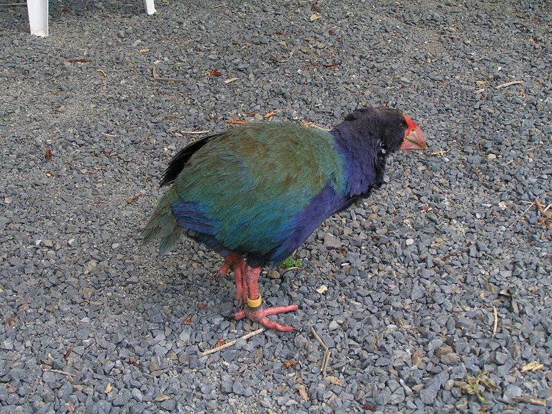 03 (39) Takahe.JPG
